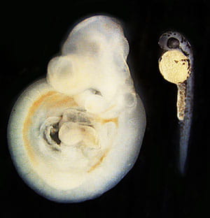 Mouse (left) and zebrafish (right) embryos differ tremendously in size but use the same set of genes to build their skull.